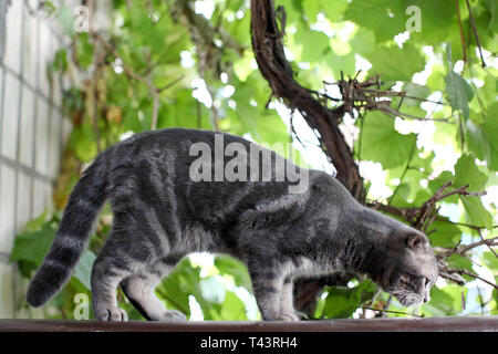 Beau chat British Shorthair gris assis dans l'herbe. Chat gris en jardin d'été. La pensée de chat Banque D'Images