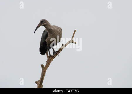 Un Hadeda Ibis perché sur une branche sur un matin brumeux dans les Midlands du Natal, Afrique du Sud. Banque D'Images