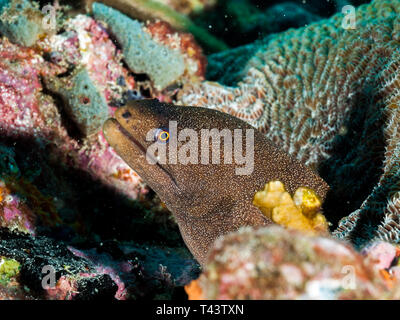 Moray anguille Muraenidae dans l'eau bleue transparente, en attente d'embuer la proie. Avec récif de corail dans l'île des Caraïbes Los Roques Venezuela Banque D'Images