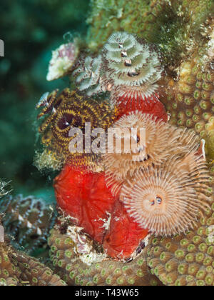 Arbre de Noël coloré Spirobranchus giganteus, ver, la mer des Caraïbes, los Roques Banque D'Images