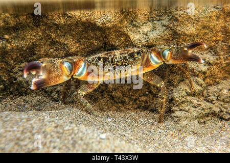 Photo sous-marine - Warty crab (Eriphia verrucosa) debout sur le sable, se cachant sous roche dans l'eau peu profonde, griffes (pinces) propagation. Banque D'Images