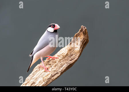 Des profils Java Sparrow, Lonchura oryzivora, perché sur une branche morte. Backgournd gris avec espace pour vous du texte. Banque D'Images