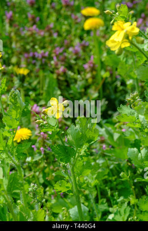 Une plus grande chélidoine Chelidonium majus le pissenlit Taraxacum officinale et rouge deadnettle lamium purpureum dans un jardin rural Hongrie Zala County Banque D'Images