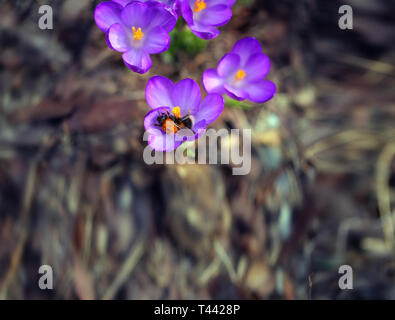 De belles fleurs de printemps crocus photographiés close-up sur le terrain Banque D'Images