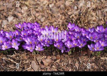 De belles fleurs de printemps crocus photographiés close-up sur le terrain Banque D'Images