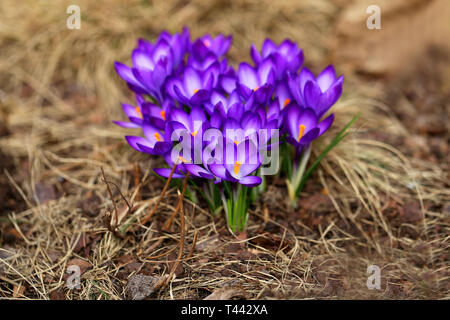 De belles fleurs de printemps crocus photographiés close-up sur le terrain Banque D'Images