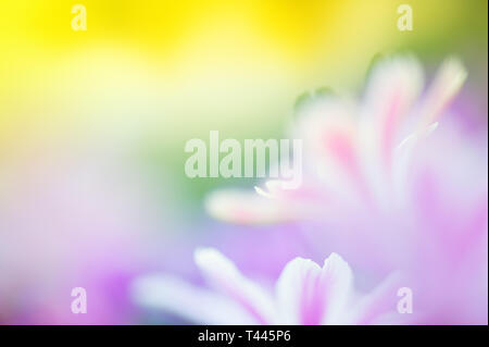 Lewisia Siskiyou (Lewisia cotyledon) fleurs. Focus sélectif et profondeur de champ. Banque D'Images