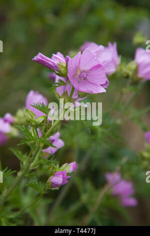 MALVA est un genre d'environ 30 espèces de plante herbacée annuelle Banque D'Images