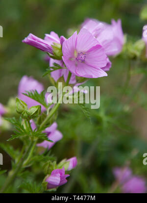 MALVA est un genre d'environ 30 espèces de plante herbacée annuelle Banque D'Images