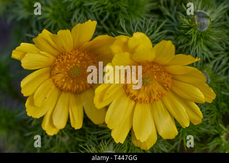 Adonis vernalis, connu sous le nom de l'oeil du faisan, de l'oeil du faisan de printemps, de l'oeil du faisan jaune et de l'hellebore faux Banque D'Images