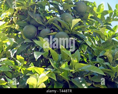 Citrons verts accroché à un lemon tree Banque D'Images