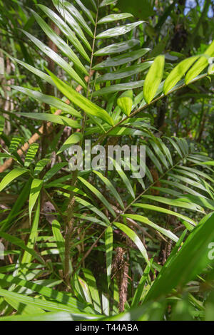 Calamus vine, attendez un moment, vigne de la forêt tropicale du Queensland NE Banque D'Images