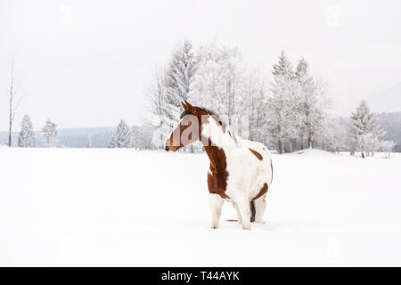 Brown et white horse race warmblood slovaque sur le terrain couvert de neige en hiver, l'arbre arrière-plan flou Banque D'Images