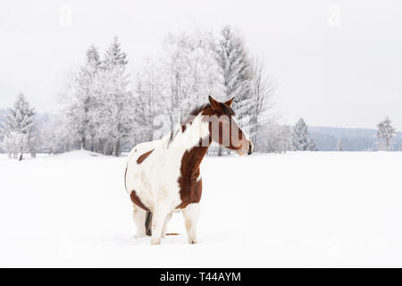 The wrown et white horse race warmblood slovaque se dresse sur le champ de neige en hiver, les arbres flous background Banque D'Images