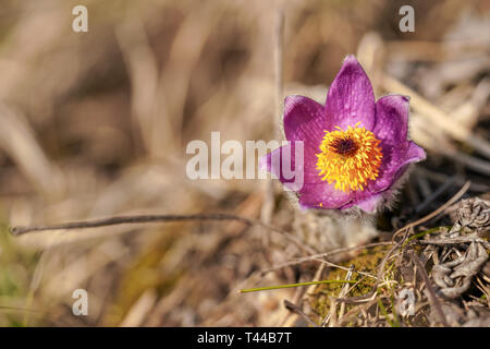 Soleil brille sur violet vif anémone pulsatille Pulsatilla grandis , floue de l'herbe sèche en arrière-plan Banque D'Images