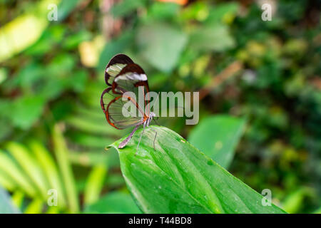 Glasswing butterfly (Greta oto), sur une feuille verte, avec en arrière-plan la végétation verte Banque D'Images