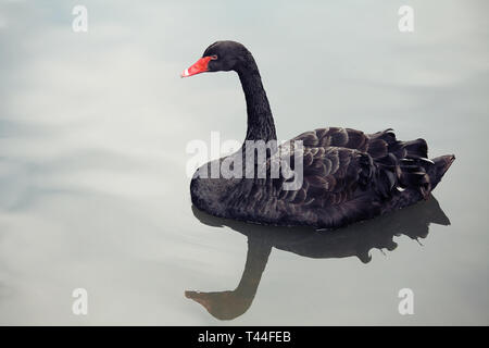 Un cygne noir sur une piscine extérieure d'eau bleue. Banque D'Images