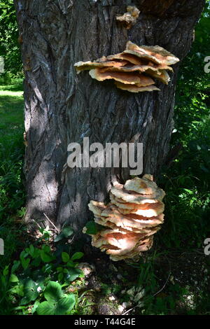 Champignon poussant sur le tronc d'un arbre dans le parc de Compton Verney House, Compton Verney, Kineton, Warwickshire, England, UK Banque D'Images