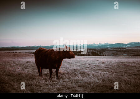 Un close up image de vaches sur un champ dans l'Alberta, Canada Banque D'Images