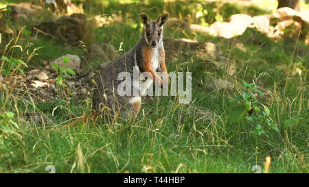 Yellow-footed rock wallaby-Petrogale xanthopus kangourou ( ) debout dans l'herbe basse. Banque D'Images