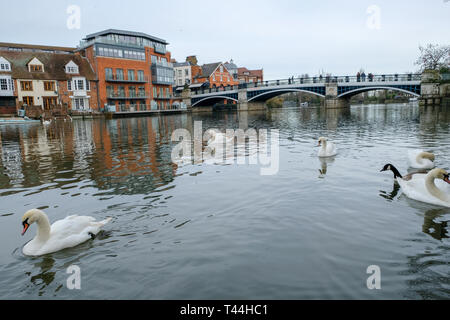 16 décembre 2018, UK - Une bande de cygnes nager sous les Bridg Windsor e vu depuis le côté de Windsor, Windsor, Royaume-Uni Banque D'Images