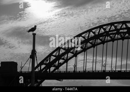 Silhouettes d'une Sea Gull assis sur un mât et Tyne Bridge dans la distance à Newcastle upon Tyne au Royaume-Uni Banque D'Images