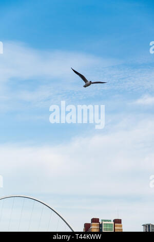 Seagull flying over river Tyne à Newcastle en Angleterre avec une section de l'Gateshead Millennium Bridge et Baltic Centre for Contemporary Art de la bac Banque D'Images