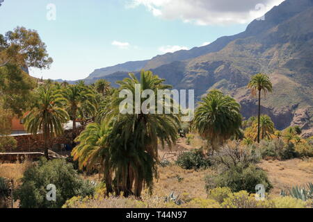 Palmiers de plus en plus Gran Canaria Espagne Banque D'Images