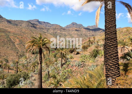 Palmiers de plus en plus Gran Canaria Espagne Banque D'Images