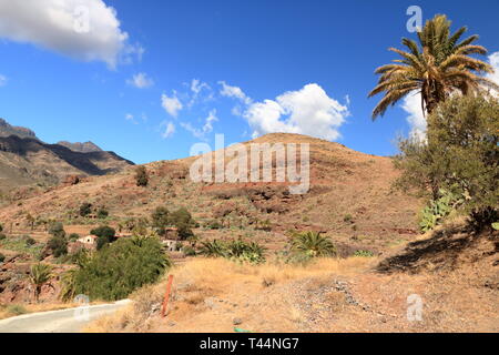 Palmiers de plus en plus Gran Canaria Espagne Banque D'Images