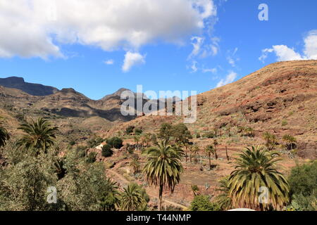 Palmiers de plus en plus Gran Canaria Espagne Banque D'Images