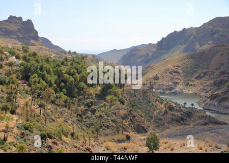Palmiers de plus en plus Gran Canaria Espagne Banque D'Images