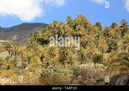 Palmiers de plus en plus Gran Canaria Espagne Banque D'Images