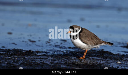 Pluvier à anneaux (Charadrius hiaticula), sur la plage Banque D'Images