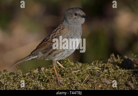 Dunnock (Prunella modularis) debout sur des mousses Banque D'Images