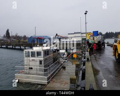Washington (fév. 22, 2019) Les jeunes saumons sont transférés sur une barge à la Naval Undersea Warfare Center (NUWC Keyport), de la Division, de la jetée qui va les emmener dans un enclos où ils vont vivre pendant deux mois avant d'être relâchés dans la nature. NUWC Keyport, Division, assiste la tribu Suquamish local et l'état de Washington, dans le projet de compléter le nombre de saumons dans le Puget Sound afin d'assurer la viabilité de l'espèce. Banque D'Images