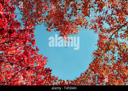 Feuilles d'automne sur les arbres sous la forme de coeur sur fond bleu du ciel. copy space Banque D'Images