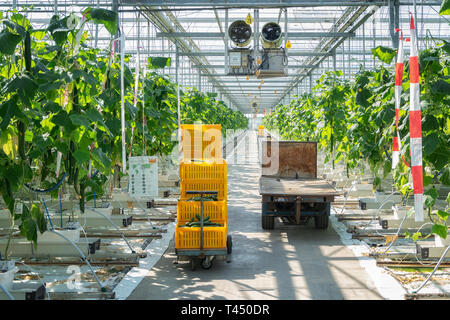 Nootdorp, Pays-Bas, le 7 avril 2019 : rangées de plants de concombre dans une serre immense Banque D'Images