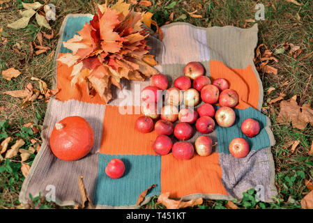 Potiron, pommes et feuilles d'érable rouge, jaune se trouvent sur des couvre-lits de couleur sur l'herbe la récolte d'automne. Banque D'Images