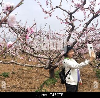 Beijing, Chine. 13 avr, 2019. Une femme pose pour des photos avec des fleurs de pêcher pendant le festival des fleurs de pêchers dans Pinggu District de Pékin, capitale de la Chine, le 13 avril 2019. Credit : Wei Mengjia/Xinhua/Alamy Live News Banque D'Images