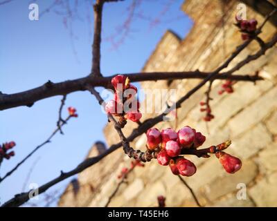 Beijing, Chine. 1er avril 2019. Photo prise le 1 avril 2019 montre les paysages de la Grande Muraille de Mutianyu à Beijing, capitale de la Chine. Credit : Gao Le/Xinhua/Alamy Live News Banque D'Images