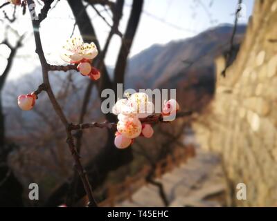 Beijing, Chine. 1er avril 2019. Photo prise le 1 avril 2019 montre les paysages de la Grande Muraille de Mutianyu à Beijing, capitale de la Chine. Credit : Gao Le/Xinhua/Alamy Live News Banque D'Images