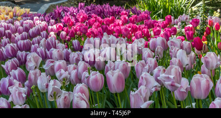 Gorgeous violet et rose tulipes au printemps, le sud de la Californie Banque D'Images
