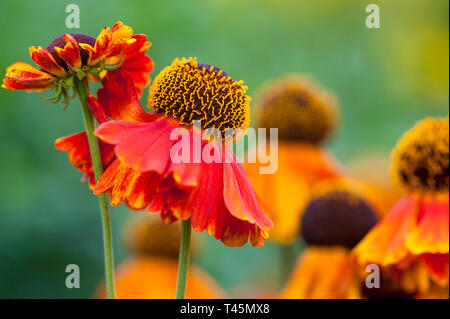 Sneezeweed Helenium, 'Sahin's Early Flowerer' en fleur, une fleur mature course semblant un plus jeune - profondeur de champ Banque D'Images