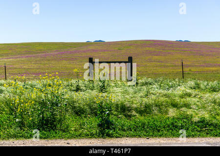 Ranch et fleurs sauvages en abondance pendant l 2019 Superbloom le long de Panoche Road dans le comté de Fresno Banque D'Images