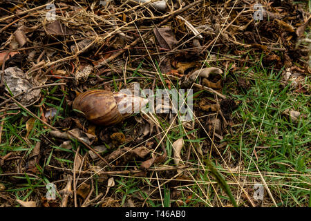 Achatina fulica, le géant de l'Afrique de l'escargot, sur le terrain, à l'extérieur, shell uniquement, vue de dessus, copyspace Banque D'Images