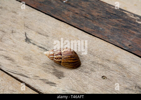 Le shell de l'Achatina fulica, le géant de l'Afrique de l'escargot, sur une feuille verte, sur un sol en bois, vue du dessus, beaucoup d'espace pour copier Banque D'Images