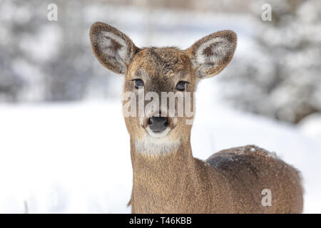 Fauve à queue blanche, un jour d'hiver dans le nord du Wisconsin. Banque D'Images