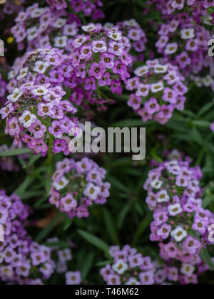 Lobularia maritima fond plein de fleurs alyssum doux ou Banque D'Images