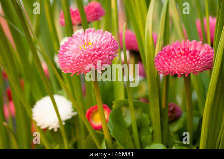 Printemps fleurs daisy close up avec les couleurs rouge et rose. Bellis perensis les plantes et daisy green shoots dans soleil du soir. Banque D'Images
